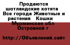 Продаются шотландские котята - Все города Животные и растения » Кошки   . Мурманская обл.,Островной г.